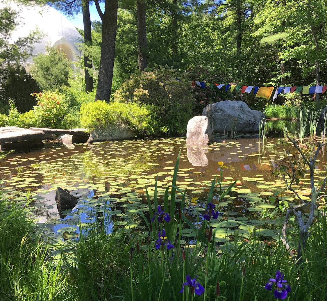 A pond with waterlilies, rocks and prayer flags