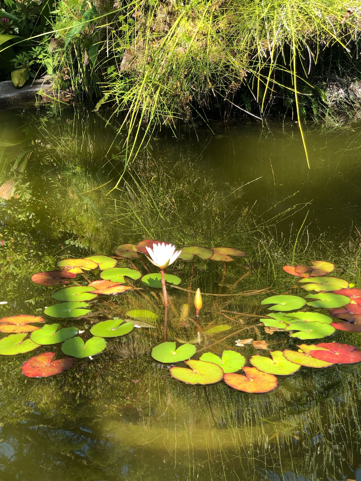 A single lotus blooming in a pond